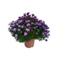 Aster tricolore pot de 19 cm