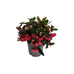 Gaultheria rouge Ø 9/10.5 cm