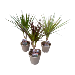Dracaena marginata variées,...